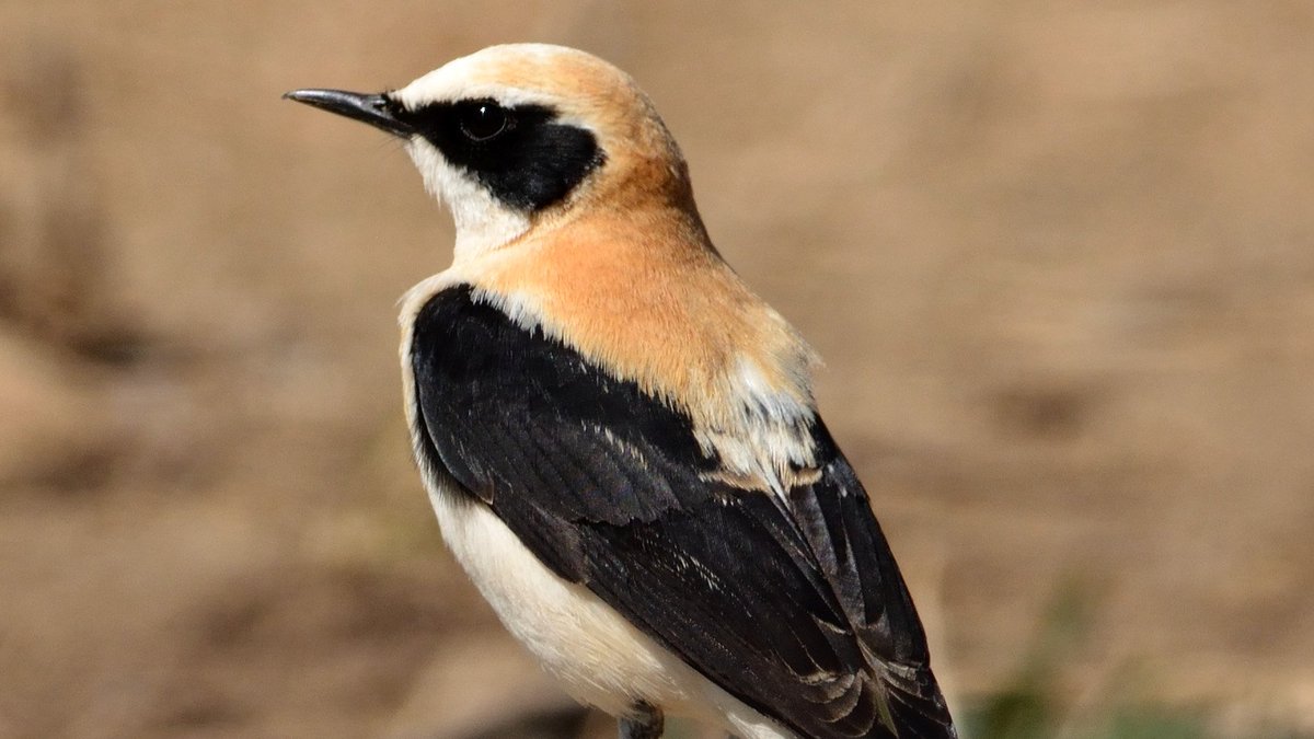 Aquest dissabte pel matí ens llevem ben d'hora, ben d'hora, i anem a pardalejar al Garraf. Ens queden dues places. Vens?
Pots inscriure-t'hi aquí:
aulainatura.cat/ca/cataleg-d-a…