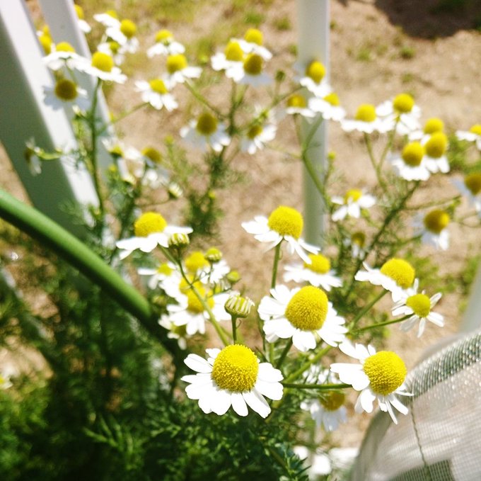 カモミールのtwitterイラスト検索結果