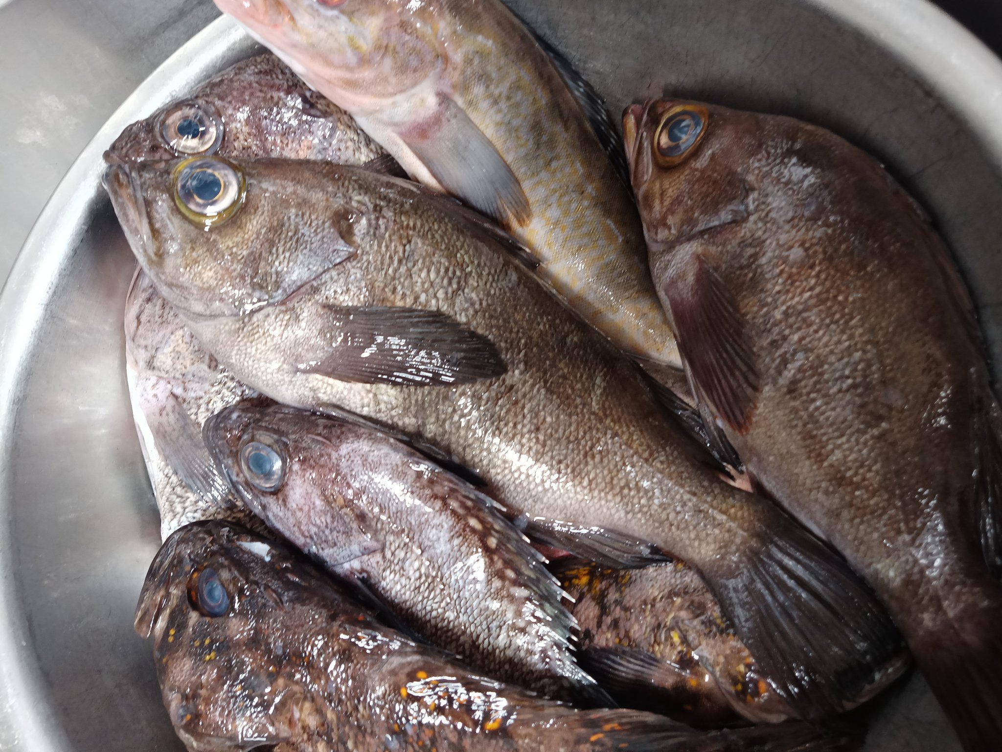 魚処 壱や 常連さんから いつも有難う御座います 山田 某所 釣り 根魚 すい めばる あぶらめ 岩手 盛岡 居酒屋 魚処壱や 三陸 海鮮 刺身 寿司 牡蠣 Oyster カンカン焼き 日本酒 バイキング 地酒 飲み比べ 飲み放題 日本酒好き