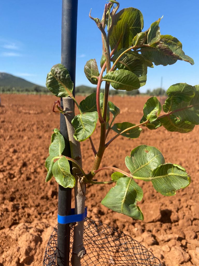 Agromillora_'s tweet photo. #Pistacho 🌳
📍Injerto de #Kerman sobre portainjerto #Platinum
📝#Micropropagación del Pistacho: la ciencia al servicio del agricultor
🔗https://t.co/aM5uazgcA5
🌐Leer más sobre Pistacho #BlogOlint
🔗https://t.co/bIcaGma1P0 https://t.co/V9M4LzgOqU