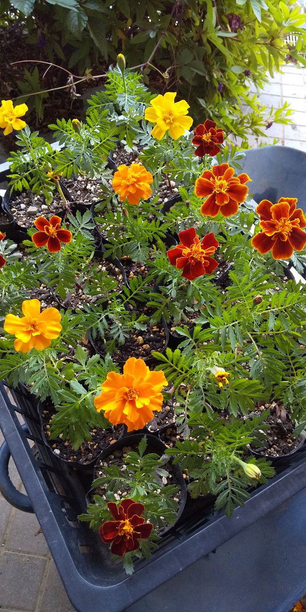 金井農場 マリーゴールドの摘心 日陰で育てていたので 苗は小さいですが 安定している 笑 さーここから盛大にやってくれぃ マリーゴールド 摘心 夏