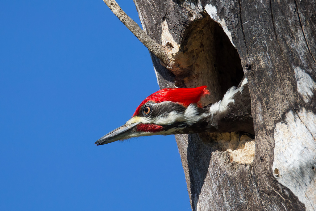 слеток большого пестрого дятла. дятел желна голос. как кричит дятел. птенцы дятла в дупле. белоклювый дятел самка.