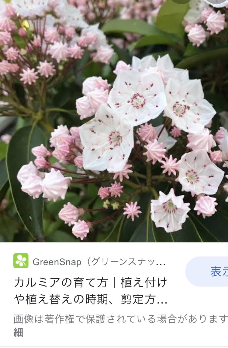 Mitsubachi Maーya 日記の可愛い蕾の六角の花は カルミア アメリカシャクナゲ らしいです 花言葉は 優美な女性 大きな希望 野心 藤井フミヤ T Co Awikfhfhya Twitter