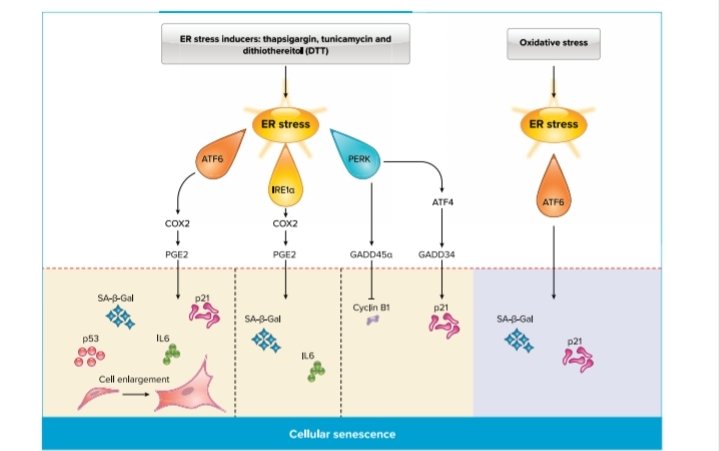 Maunick Koloko (@maunickk) on Twitter photo I'm thrilled to share our review paper entitled "The Stress of Lung Aging: Endoplasmic Reticulum and Senescence Tête-à-Tête. doi.org/10.1152/physio…
<a href="/JanetteKBurgess/">Janette Burgess</a> <a href="/corryanke/">Corry-Anke Brandsma</a> @gosensr and Prof. Prakash. <a href="/GriacG/">GRIAC_Groningen</a> <a href="/ExpireLab/">EXPIRE_lab</a> <a href="/APSPhysiology/">American Physiological Society</a> I'm thrilled to share our review paper entitled "The Stress of Lung Aging: Endoplasmic Reticulum and Senescence Tête-à-Tête. doi.org/10.1152/physio…
<a href="/JanetteKBurgess/">Janette Burgess</a> <a href="/corryanke/">Corry-Anke Brandsma</a> @gosensr and Prof. Prakash. <a href="/GriacG/">GRIAC_Groningen</a> <a href="/ExpireLab/">EXPIRE_lab</a> <a href="/APSPhysiology/">American Physiological Society</a>
