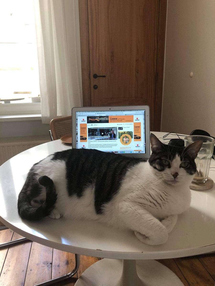 #MondayMotivation Onze katten die denken dat ze mee een webinar organiseren #SustainableStories