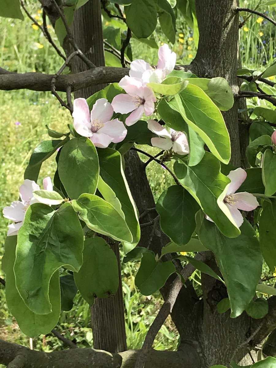 redtestwine's tweet photo. #Quitten G. #Quince F.
ดอกสวยงาม ลูกยังไม่มา #merciGoogle ที่มีรูปสวยให้
รูปที่เป็นดอกเราถ่ายเองนะ
ลูกนี้กินสดๆไม่ได้ ต้องทำแยมหรือ Gelee
กวนก็ได้ ฝรั่งเศสเรียก pate de fruit quince https://t.co/Sh6PeEKiBz