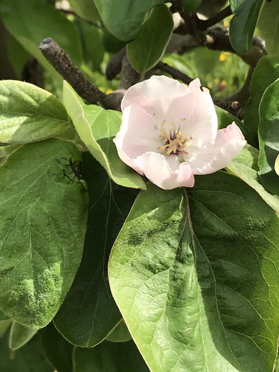 redtestwine's tweet photo. #Quitten G. #Quince F.
ดอกสวยงาม ลูกยังไม่มา #merciGoogle ที่มีรูปสวยให้
รูปที่เป็นดอกเราถ่ายเองนะ
ลูกนี้กินสดๆไม่ได้ ต้องทำแยมหรือ Gelee
กวนก็ได้ ฝรั่งเศสเรียก pate de fruit quince https://t.co/Sh6PeEKiBz