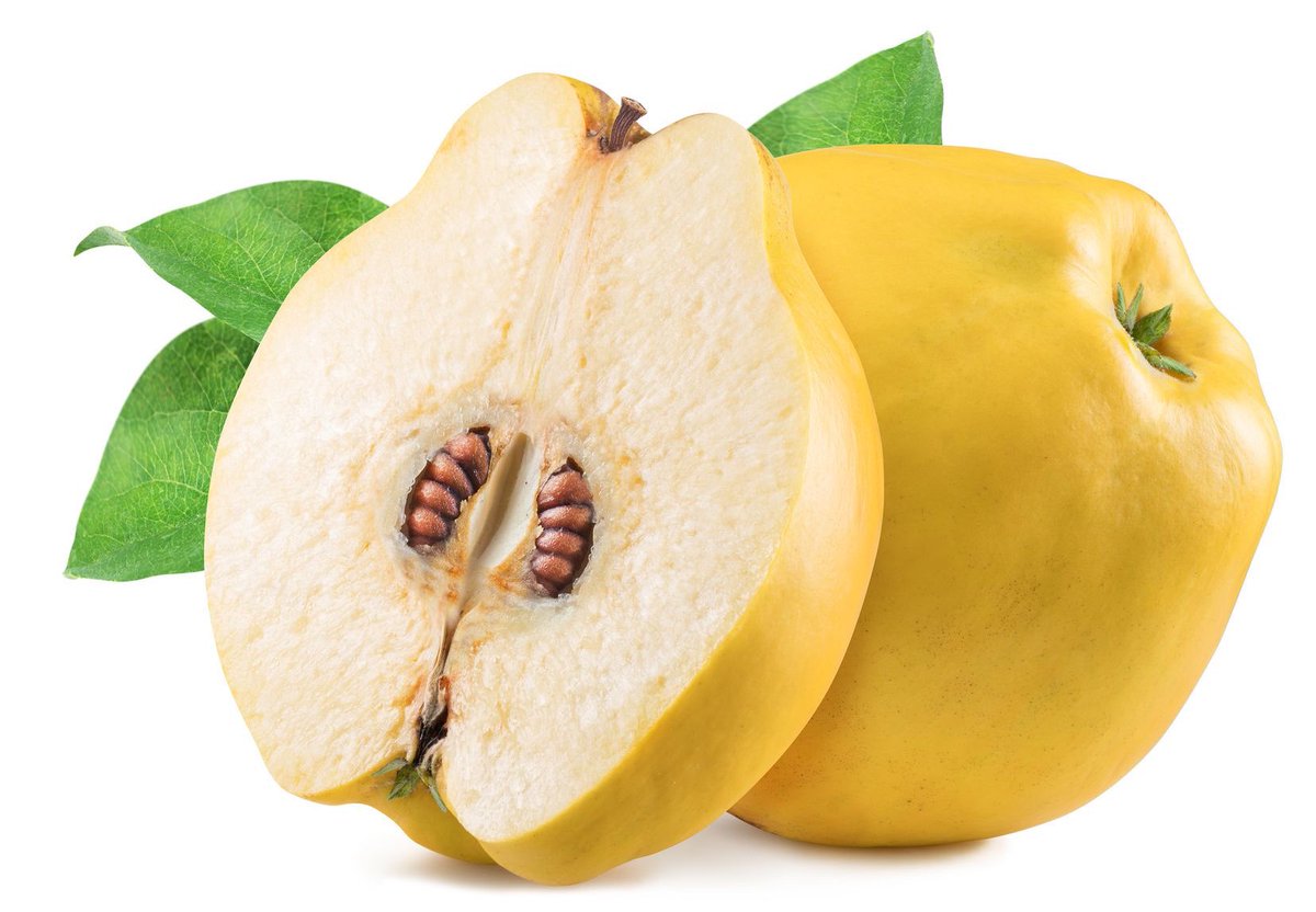 redtestwine's tweet photo. #Quitten G. #Quince F.
ดอกสวยงาม ลูกยังไม่มา #merciGoogle ที่มีรูปสวยให้
รูปที่เป็นดอกเราถ่ายเองนะ
ลูกนี้กินสดๆไม่ได้ ต้องทำแยมหรือ Gelee
กวนก็ได้ ฝรั่งเศสเรียก pate de fruit quince https://t.co/Sh6PeEKiBz