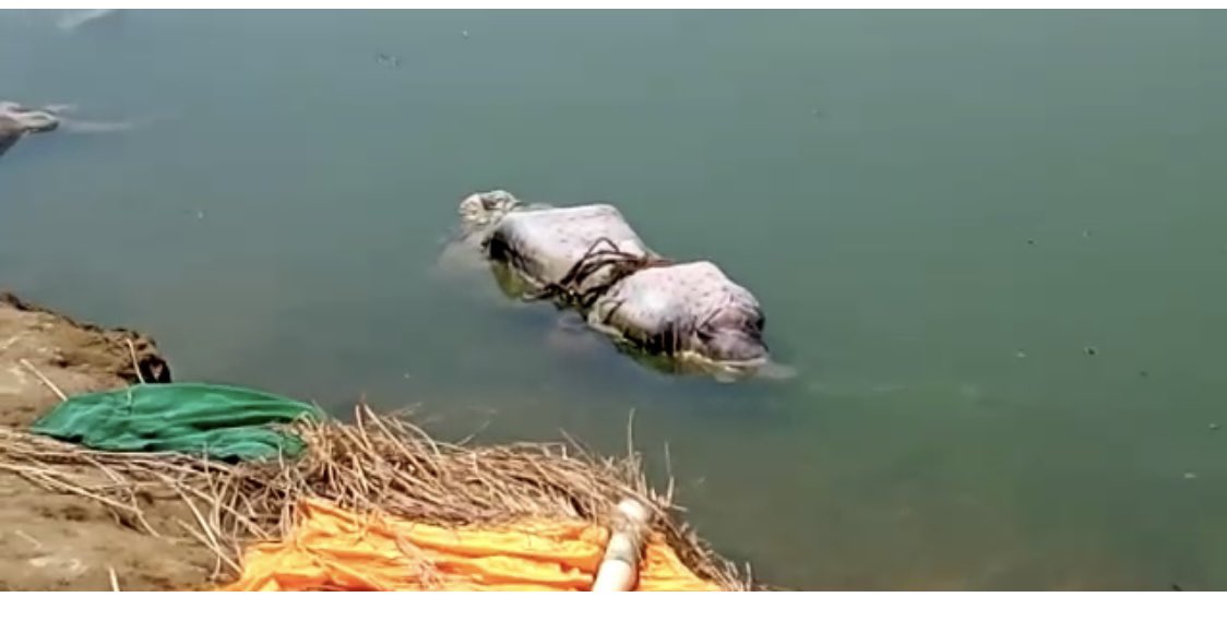 GargiRawat's tweet photo. In Buxar, Bihar, around 40 bodies floating down the Ganga piled up at a ghat. Administration says they are from neighbouring UP. Deaths in rural India rising due to COVID. Earlier there were similar ghastly sightings in Hamirpur, in the Yamuna  @manishndtv https://t.co/CIgMImdu8b
