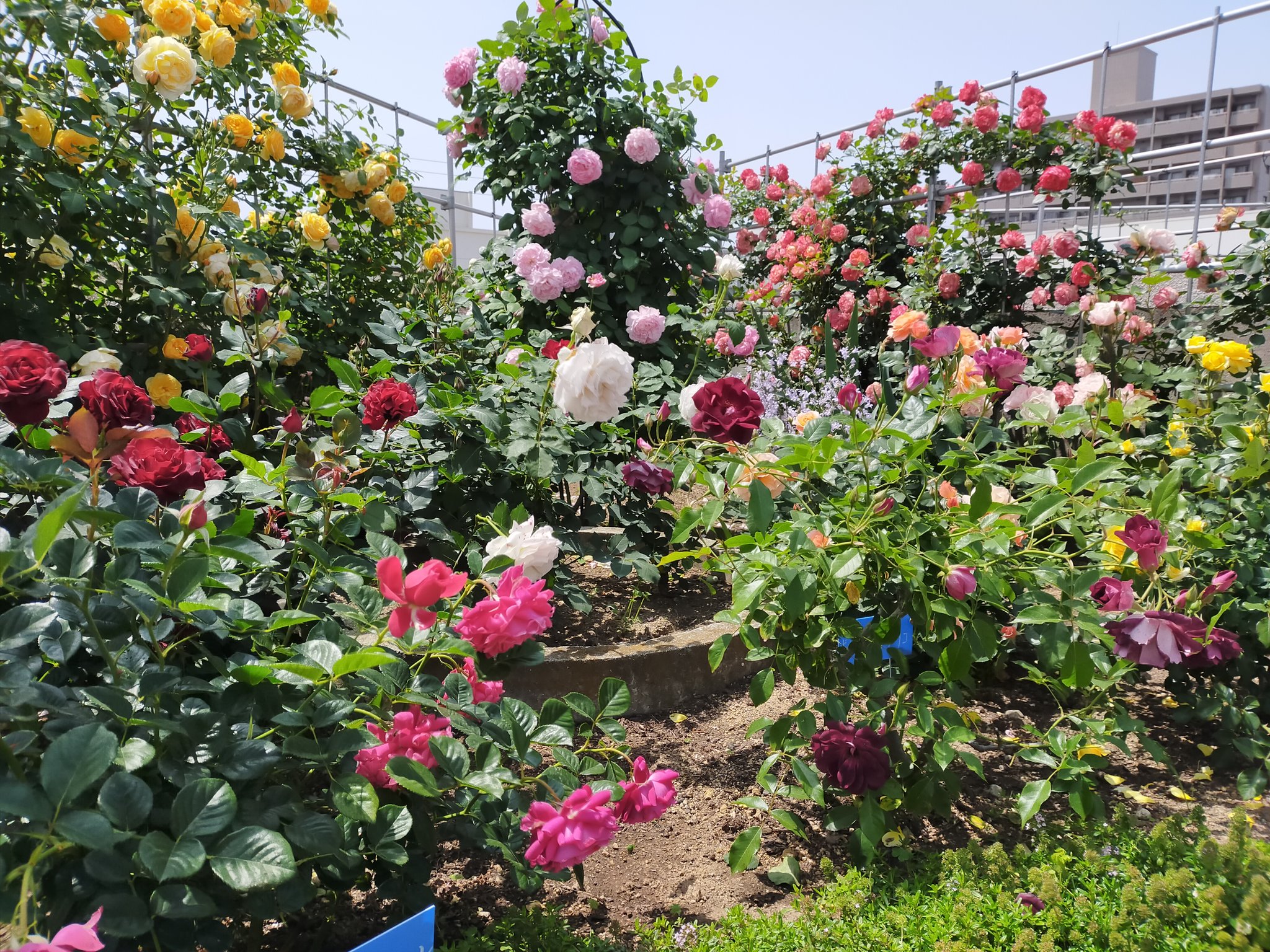 Heavy Strawberry A Twitter 坂出市坂出人工土地屋上バラ園 今年のバラは凄い 狭い屋上に多品種植えられてて色とりどりの 薔薇薔薇薔薇 スタンダード仕立てミニバラやツル薔薇が絶賛満開中 管理大変だろうなぁ 坂出人工土地 バラ園 坂出市 T Co