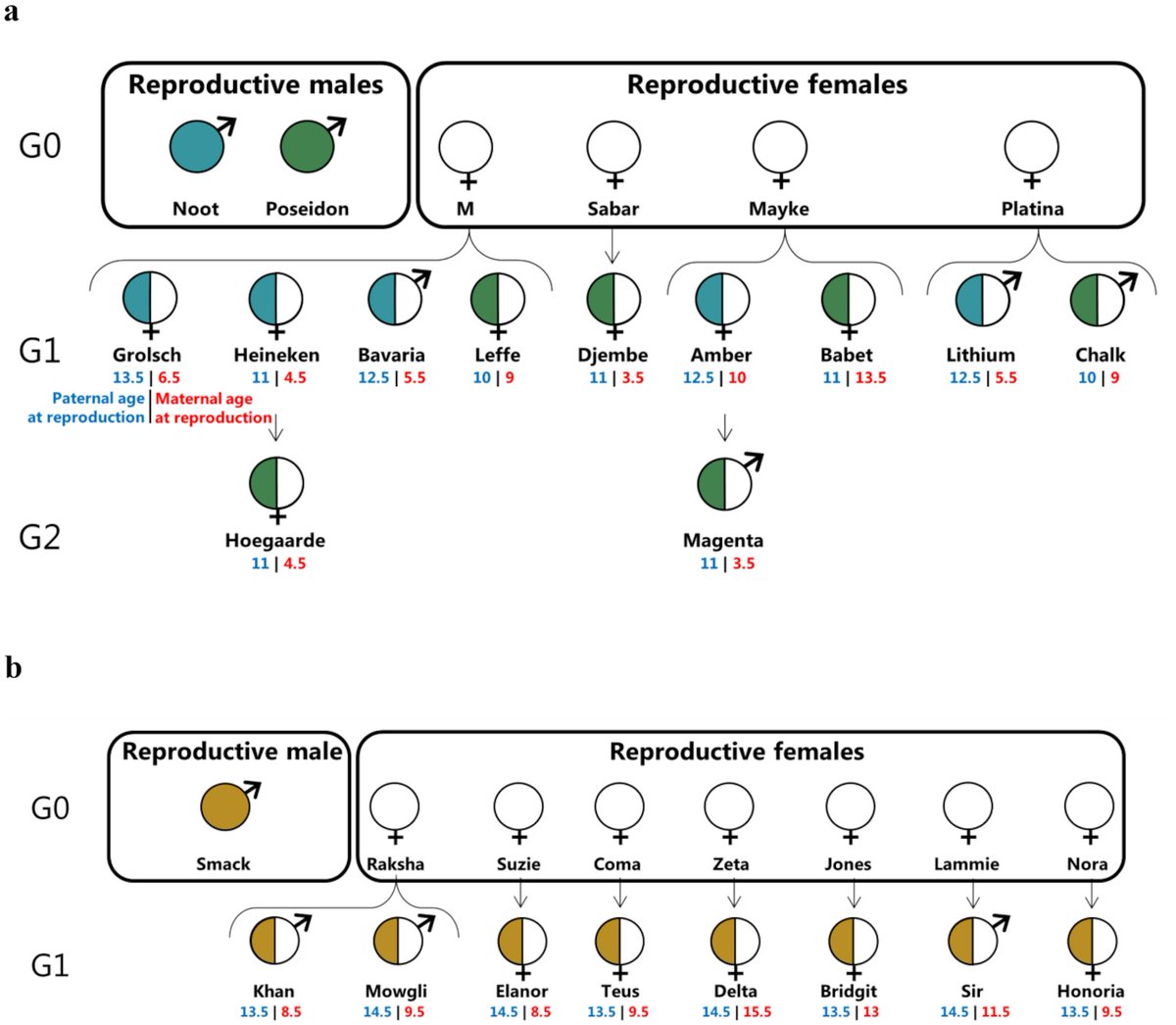 New from @LucieABergeron1 et al. helping further throw light on the rate and pattern of germline mutations. The germline mutational process in rhesus macaque and its implications for phylogenetic dating. doi.org/10.1093/gigasc…