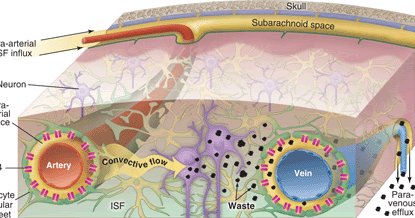 to clean itself, the brain has a "sewer drain" system! after the interstitial fluid (transport fluid) and parenchymal waste solutes flush out of the paravascular space around the cerebral arteries, they literally drain out via "underground" venous paravascular spaces .