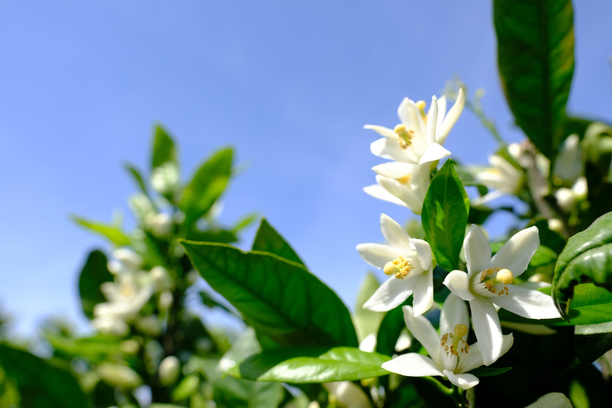 公式 ｊａたまな ミカン の花を見たことありますか 真っ白でとっても可愛いですよ Ja たまな ミカン 花 T Co Iuzj02cxbh Twitter