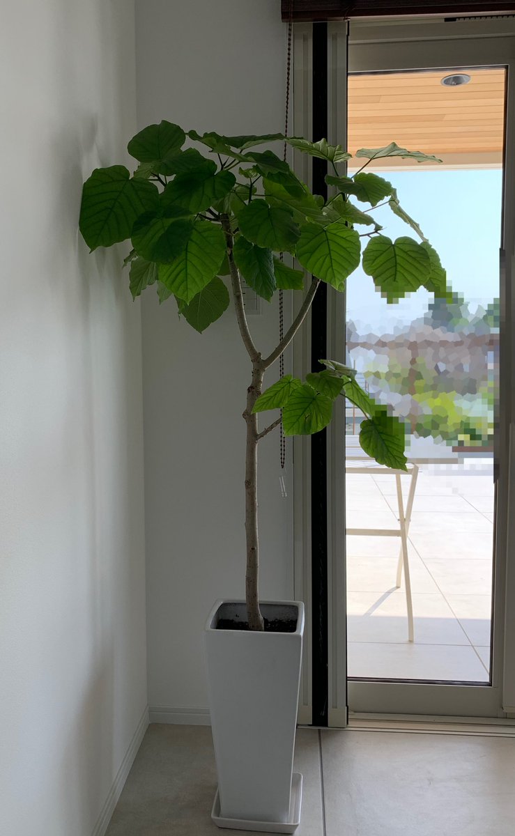 フィカスウンベラータ