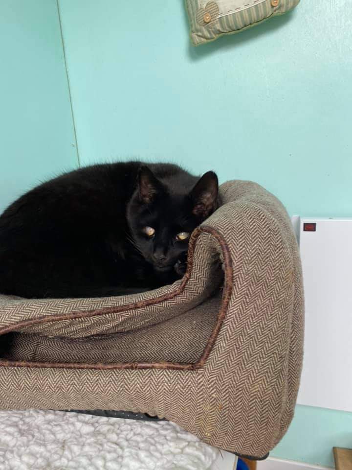 ShropsCatRescue's tweet photo. #MondayMotivation ~ it's seeing these little beauties that makes people want to #volunteer at the Shelter & keep their cottages clean & them well fed. Xbie & Kupula share #Lilaccottage, Blackie has squashed the igloo, Mindy is on #gateduty & Judy enjoying the 🌞 #villagelife 🐾🐈 https://t.co/wKtmC0Jvlq
