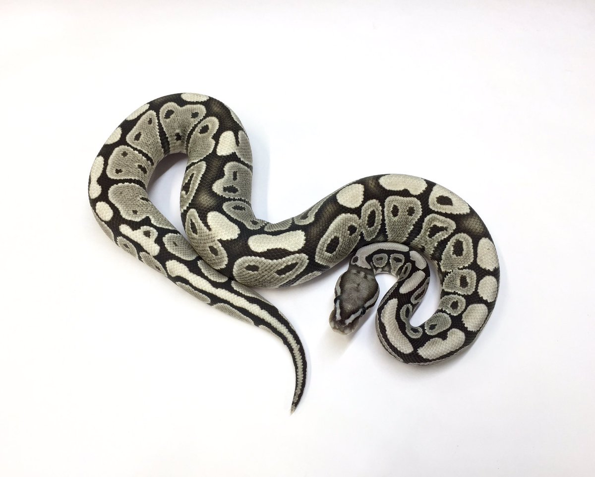 爬虫類ショップ マニレプ スタッフの呟き ボールパイソン Vpiアザンゴースト 新入荷です トゥルーゴーストとも呼ばれる 究極の形のひとつです アザンコンボの中でも一際目立つ存在です