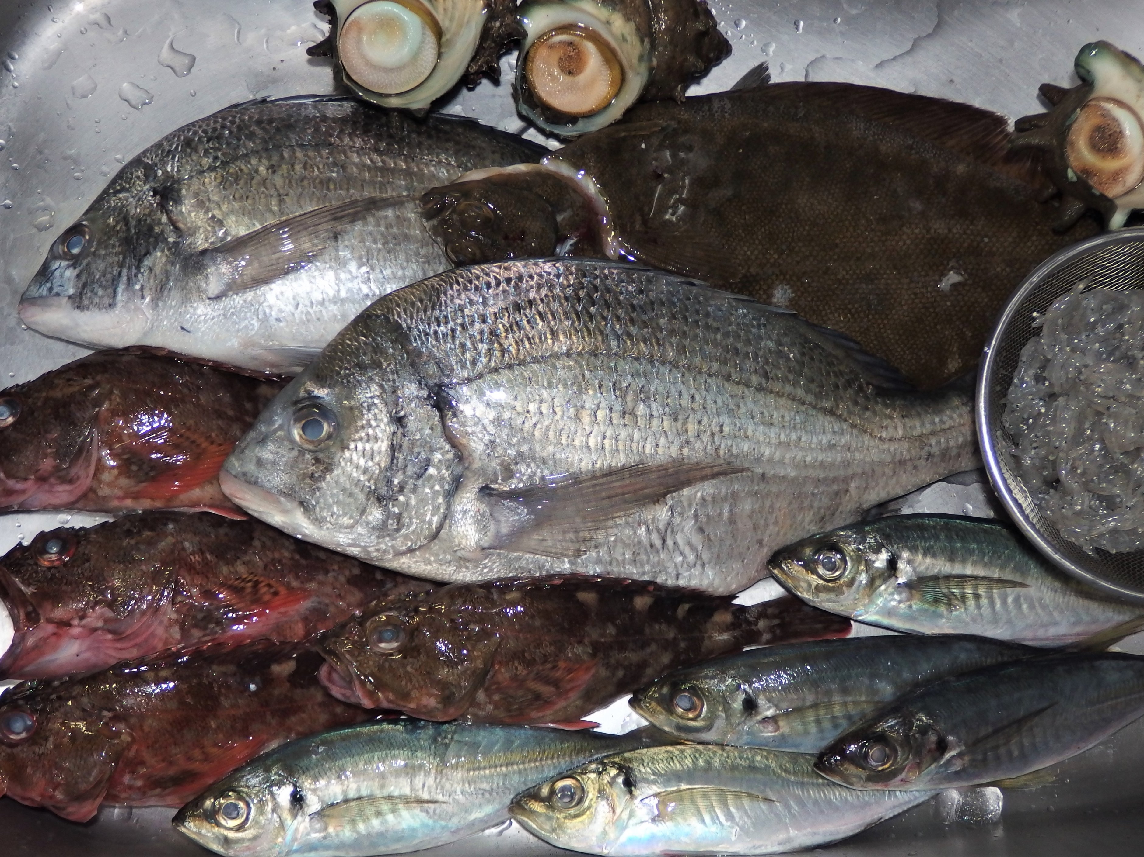 旬魚島酒まぁやぁ 本日の地魚仕入れ 目玉は 生シラス カサゴ 刺身 唐揚げ マース煮で クロダイ 刺身 塩焼き カブト焼きで ご来店お待ちしてます 大船 居酒屋 旬魚島酒まぁやぁ 地魚 生シラス カサゴ クロダイ