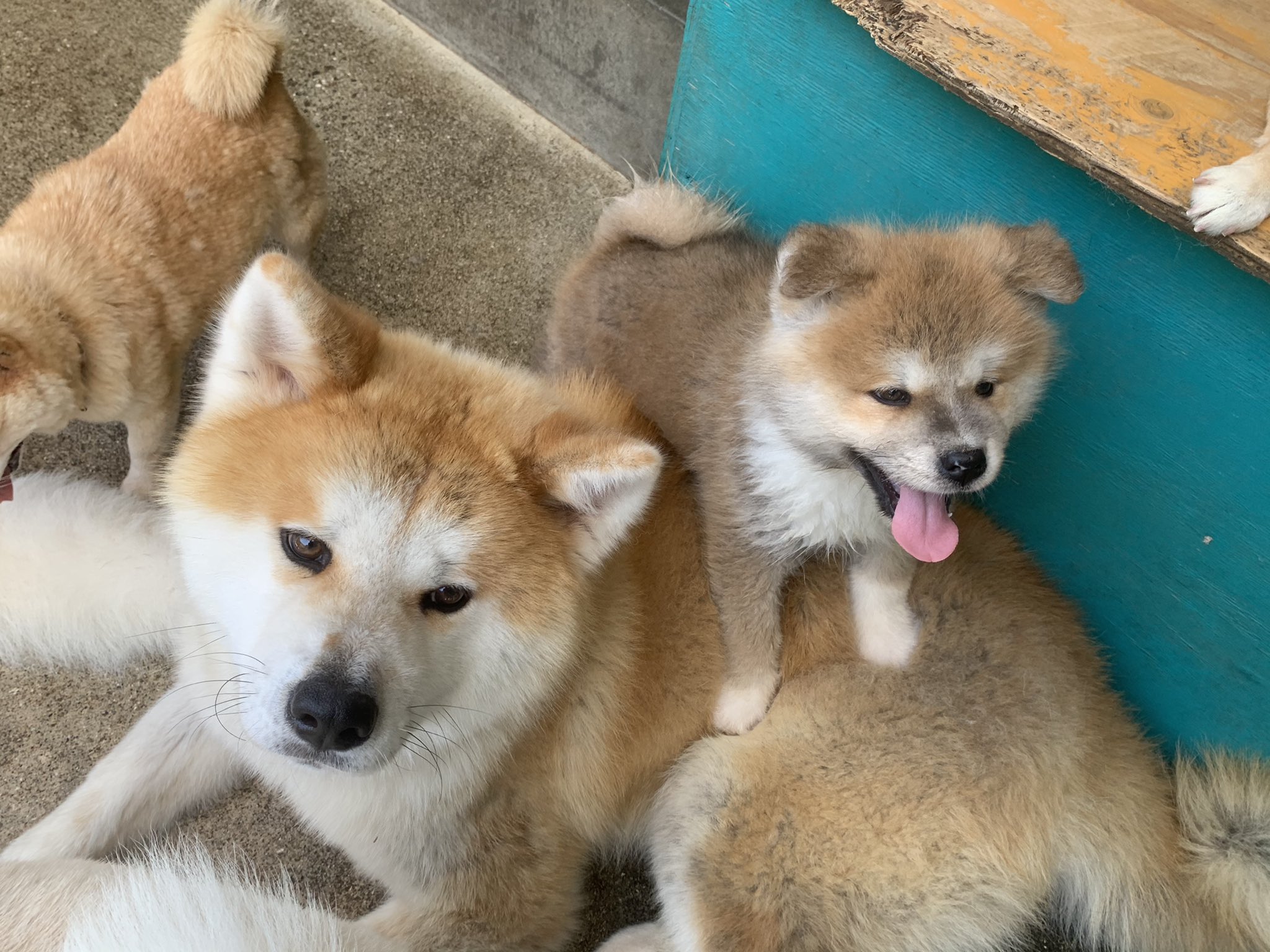 ひーちゃん 同じ両親から生まれた秋田犬兄弟 生後11ヶ月と生後50日の兄弟です 秋田犬 秋田犬赤毛 秋田犬赤毛 秋田犬兄弟 門侍郎 九州 鹿児島県 薩摩日登美犬舎 T Co 864yhlduqn Twitter