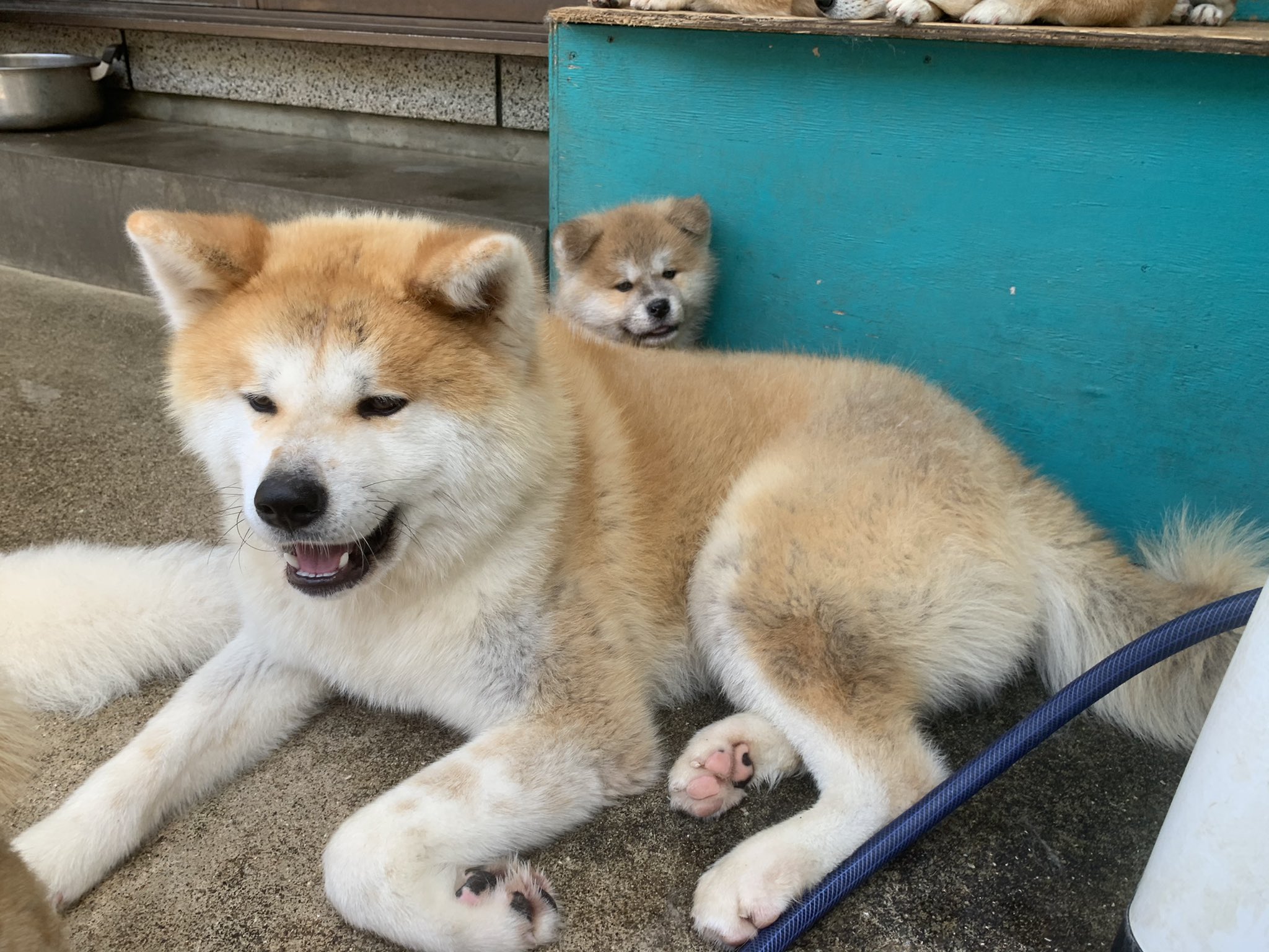 ひーちゃん 同じ両親から生まれた秋田犬兄弟 生後11ヶ月と生後50日の兄弟です 秋田犬 秋田犬赤毛 秋田犬赤毛 秋田犬兄弟 門侍郎 九州 鹿児島県 薩摩日登美犬舎 T Co 864yhlduqn Twitter