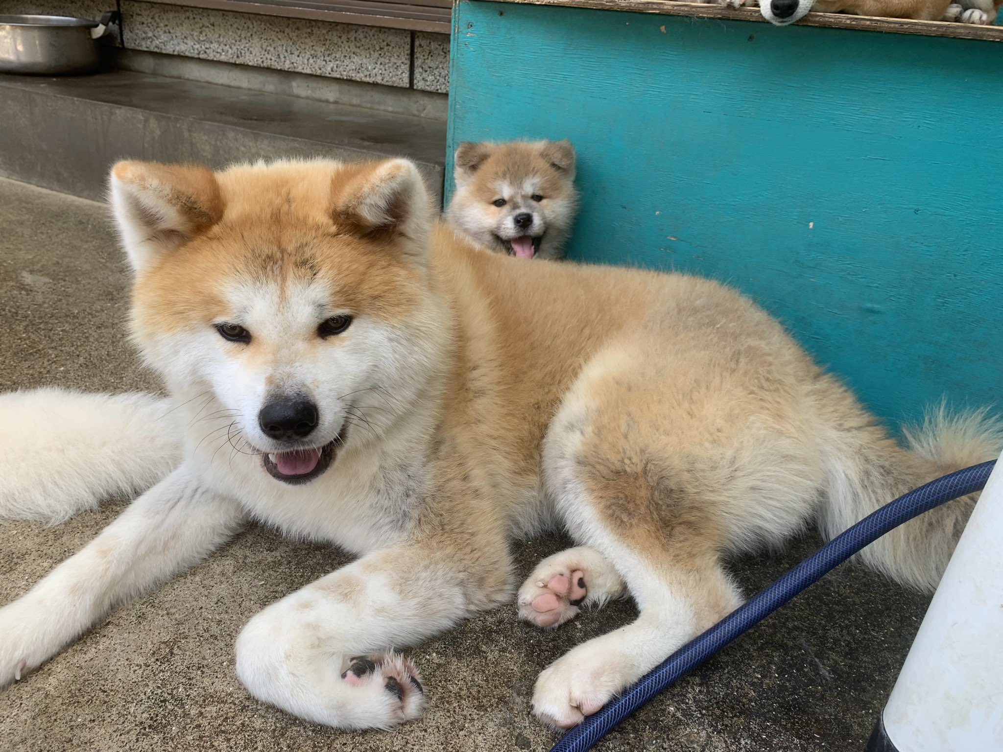 ひーちゃん 同じ両親から生まれた秋田犬兄弟 生後11ヶ月と生後50日の兄弟です 秋田犬 秋田犬赤毛 秋田犬赤毛 秋田犬兄弟 門侍郎 九州 鹿児島県 薩摩日登美犬舎 T Co 864yhlduqn Twitter
