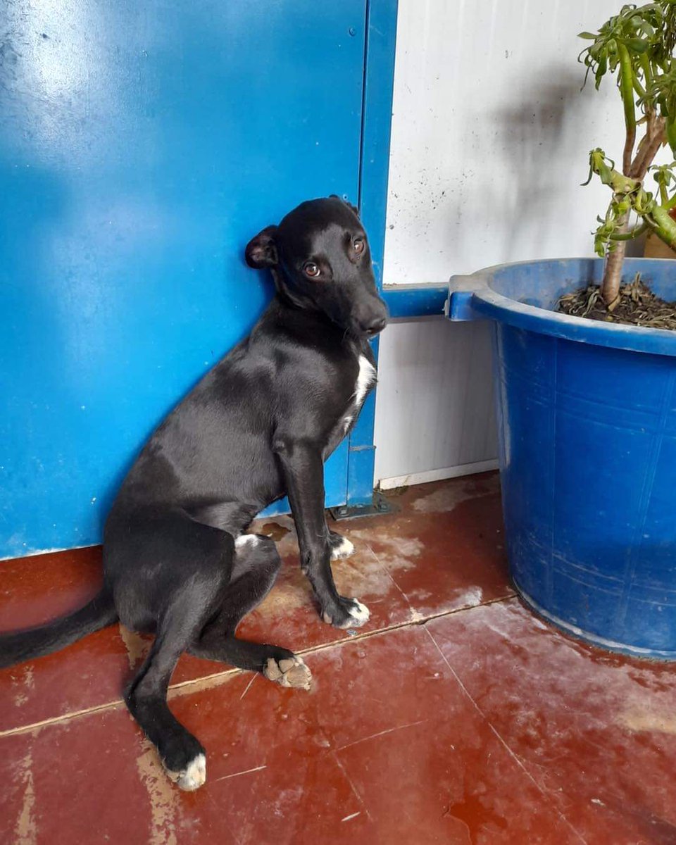 Almalibregalgos's tweet photo. ๐Amici buona giornata!!!
COSMOS
Ehi mi sto preparando per la foto di mister guapo estate 2021;))
#podenco #podencoandaluz #podencorescue #rescue #salvavidas #adopta #adoptarsalvavidas #noalmaltratoanimal #NoALaCaza https://t.co/oTYTekpoLb