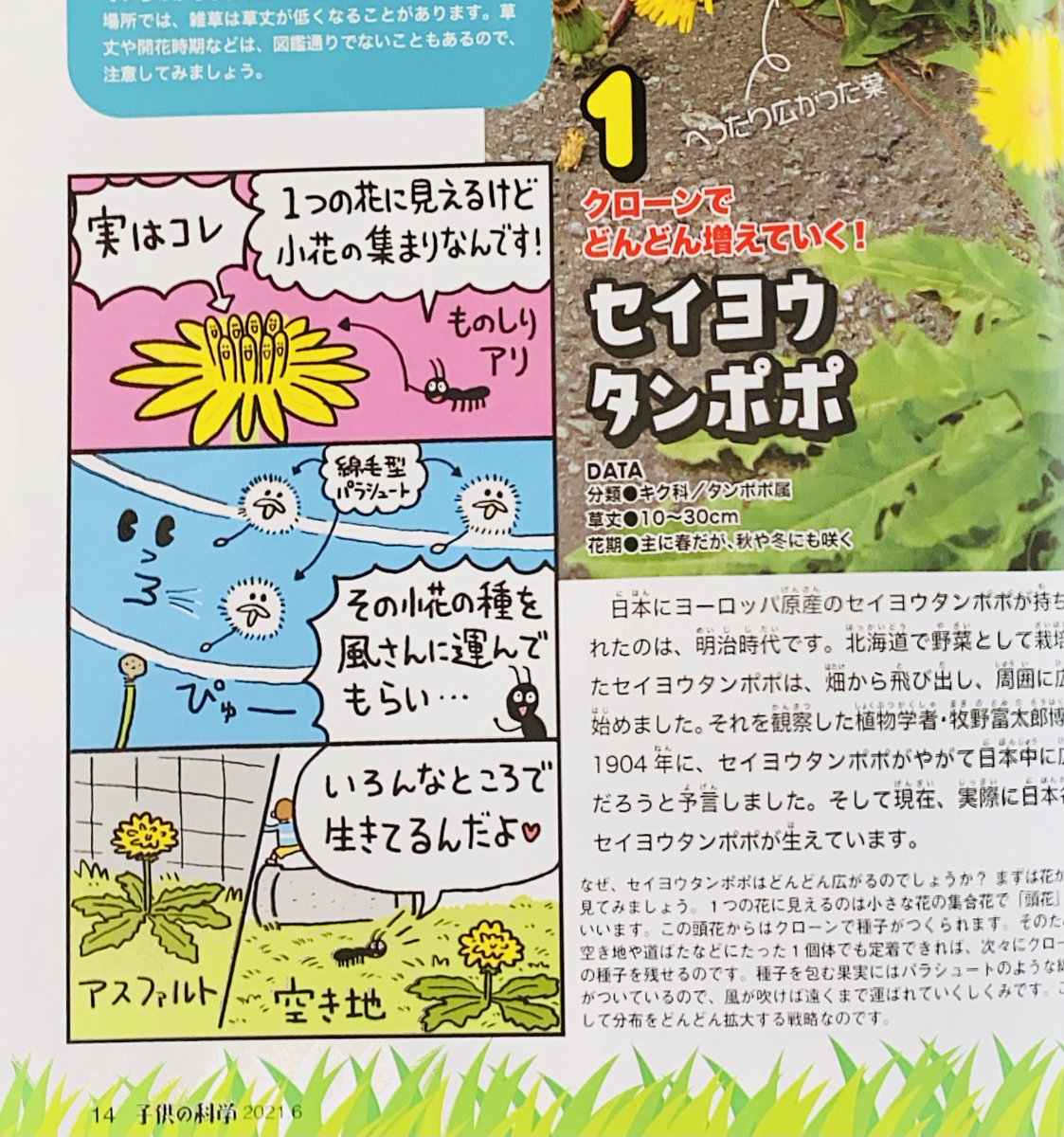 【お仕事】
本日5/10発売『子供の化学6月号』にてイラスト描かせていただきました👨🏻
たくさんの雑草をキャラクター化させましたよ 🌿
これ描いてから道端にある草をよく観察するようになりました w
本屋さんで見かけた際は是非お手に取ってもらえたら嬉しいです😆