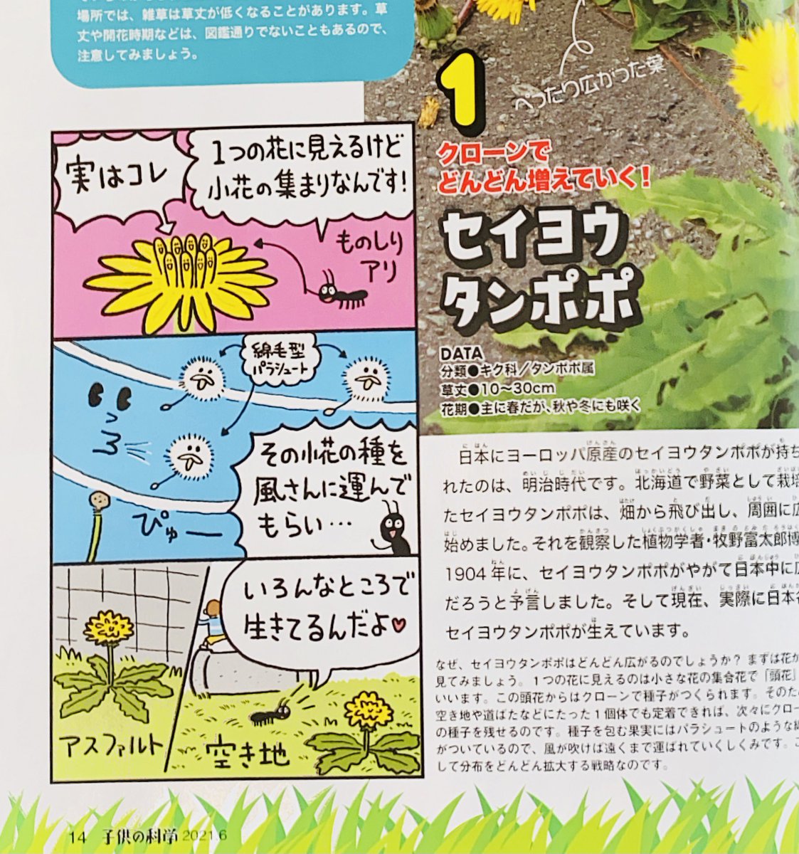 【お仕事】
本日5/10発売『子供の化学6月号』にてイラスト描かせていただきました👨🏻
たくさんの雑草をキャラクター化させましたよ 🌿
これ描いてから道端にある草をよく観察するようになりました w
本屋さんで見かけた際は是非お手に取ってもらえたら嬉しいです😆 