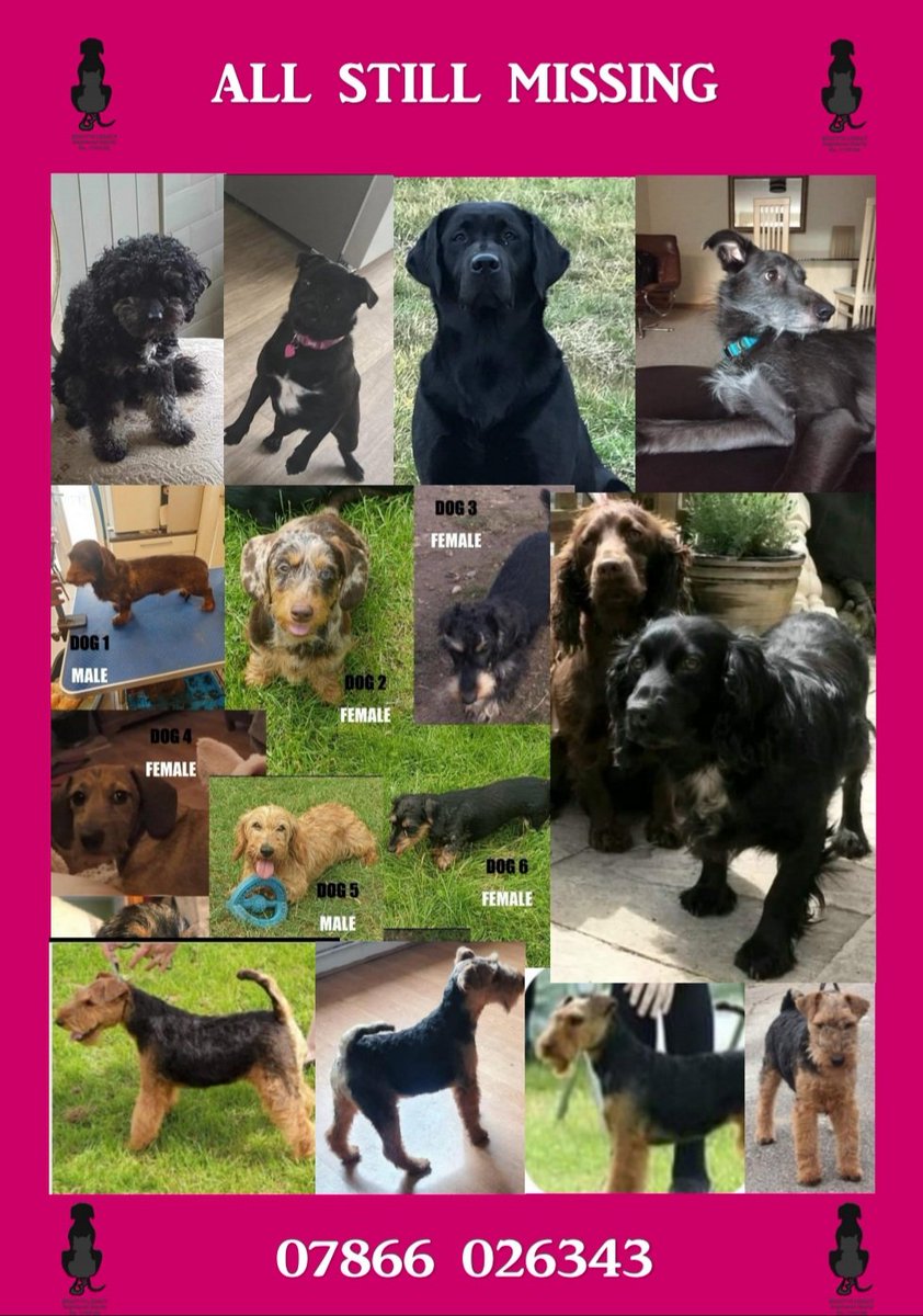 All still missing, STOLEN from across the midlands.
Call 07866026343 with any information,remain anonymous
LARGE REWARD OFFERED FOR THE SAFE RETURN OF ANY OF THESE DOGS
#findpippa
#findlucy
#findpurdey
#findrufus
#swadlincote8
#findmissyandbiscuit 
#4welshterriers 
#beautyslegacy