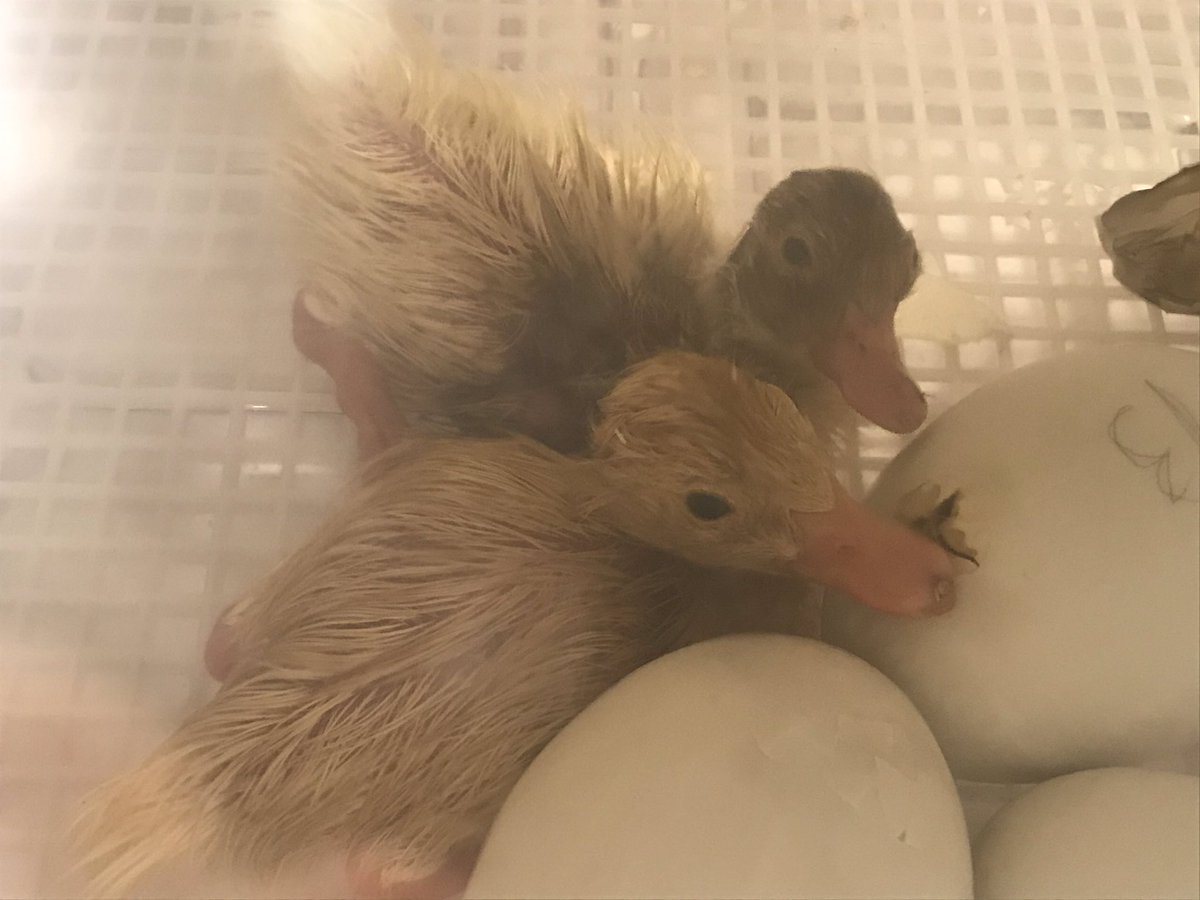 SSES Grade One tweet media