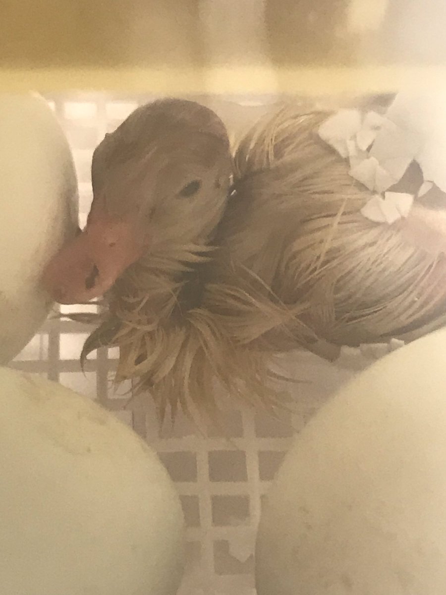 SSES Grade One tweet media