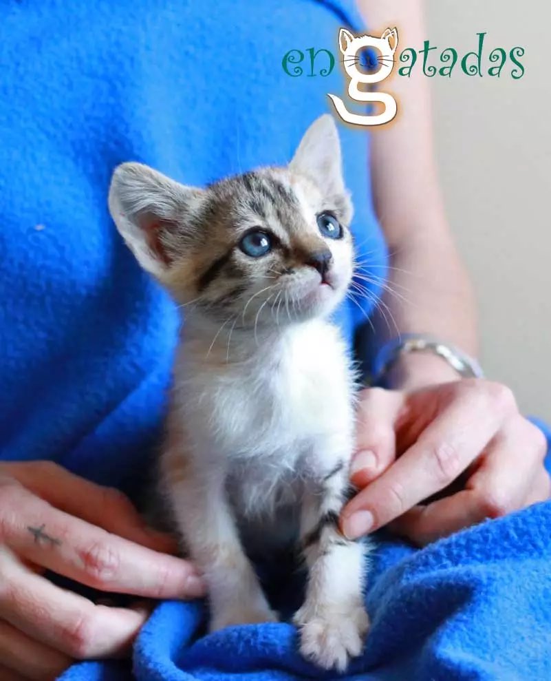 Cuando un gato tiene por hogar un regazo y unas manos que le cuidan, el horizonte es un torrente de luz.

Leia rescatada tras un abandono, necesita padrinos, casa de acogida temporal y adopción. Si deseas ser alguna de estas 3 figuras, contáctanos 

#FelizLunes desde #Albacete