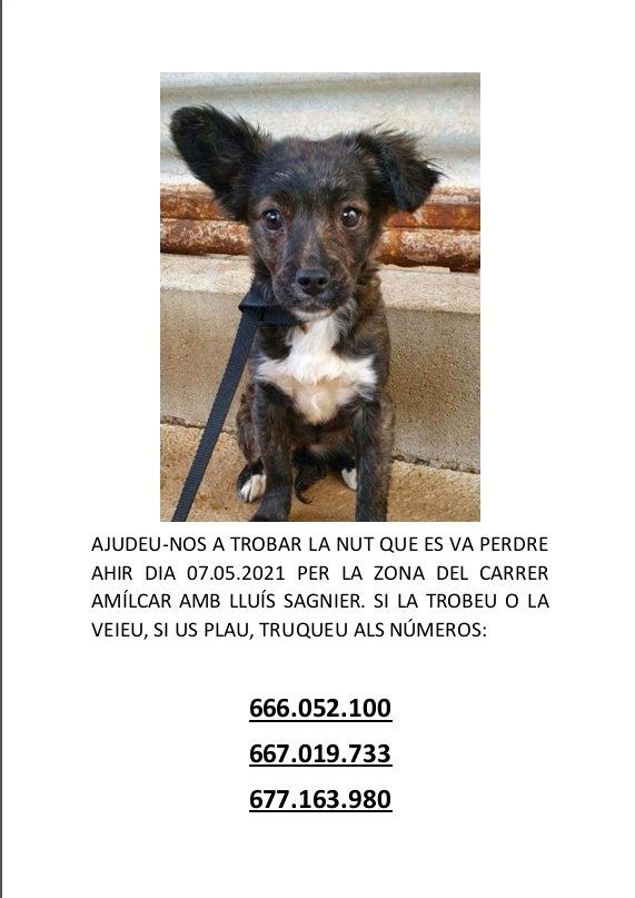 Aquesta nit no hem tingut notícies de la Nut, a saber fins on ha arribat corrents, o a quin remot racó pot estar amagada. Siusplau seguiu compartint, que arribi lluny la notícia 😓😔
#PetAlertCatalunya #XarxaBarcelonaPerduts #gossaperduda #barcelona