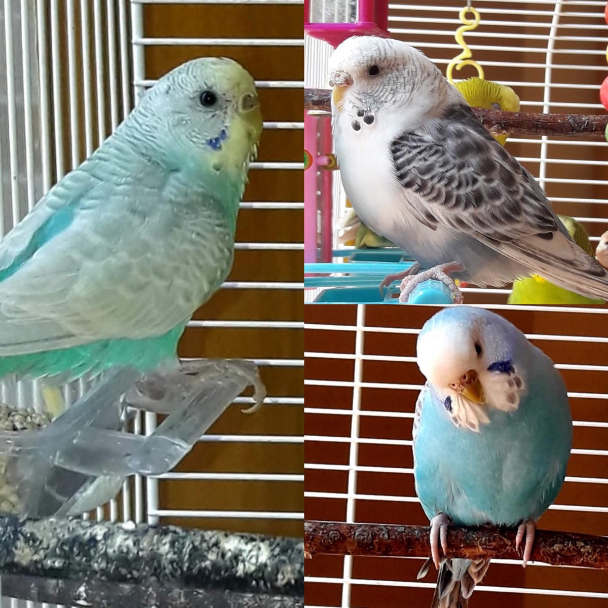 🆘 PERDUTS A MOIÀ!

Aquests tres periquitos s’han perdut avui a Moià⚠️
Si els veieu, truqueu a: 622547119 📞
La família estan molt preocupats!