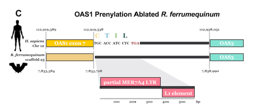 Because prenylation was required for anti-SARS-CoV-2 activity, we looked at OAS1 in horseshoe bats. Remarkably, ~55 mya retrotransposition disrupted the prenylation signal in these bats (preventing this pathway from sensing viruses like SARS-CoV-2)!