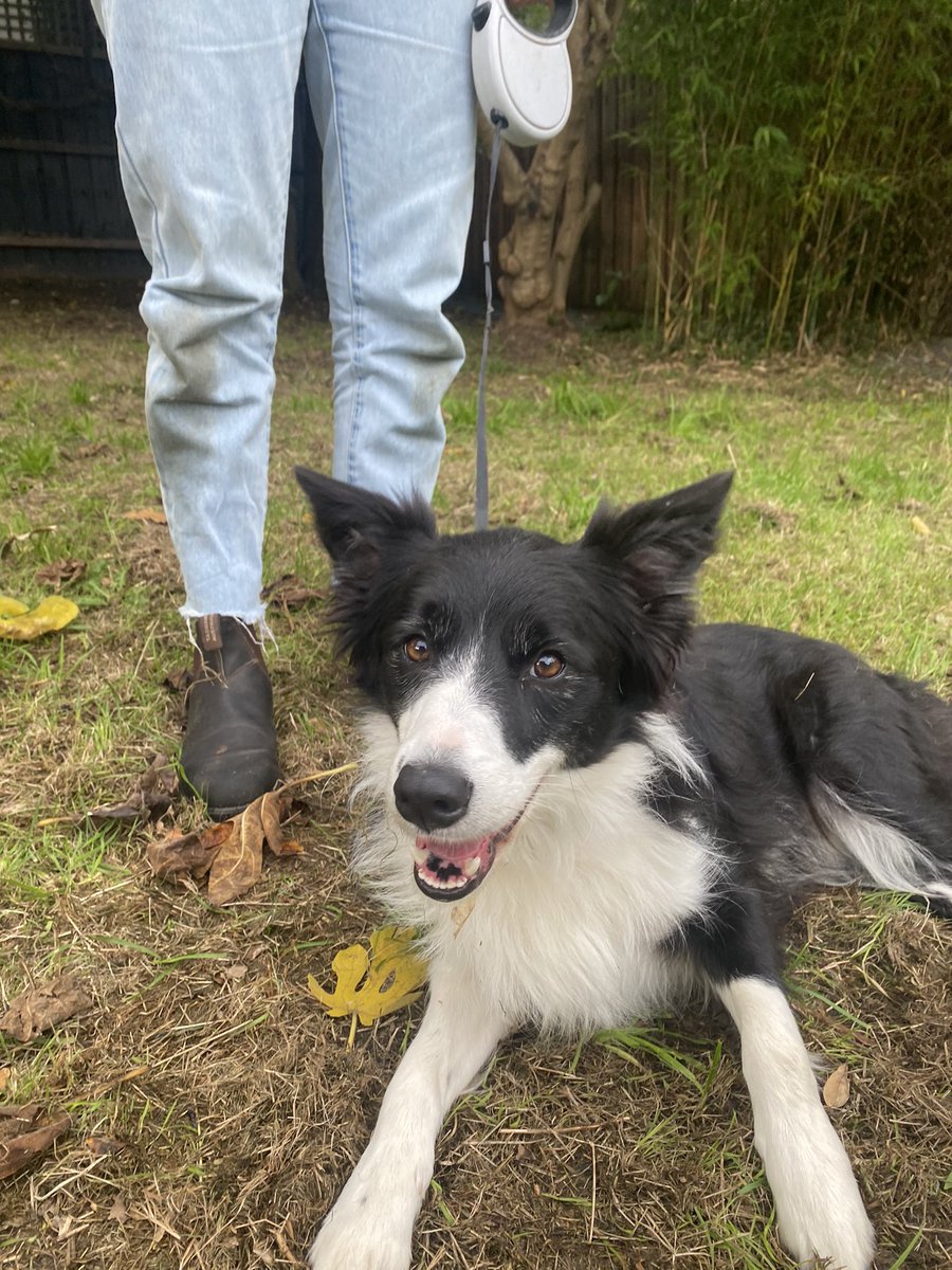 ‘Bowie’ is home safe after she was rescued 200 metres out at sea in Mornington yesterday. Two local policemen noticed her distress and brought her to shore with the help of fishermen and locals. Tonight <a href="/7NewsMelbourne/">7NEWS Melbourne</a>