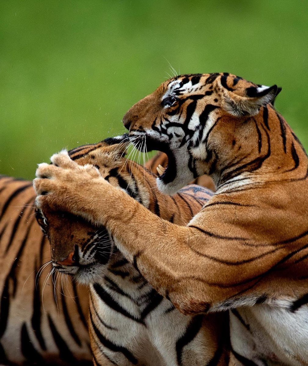 MithunH5's tweet photo. The Unconditional love of a Mother
.
#wildlife #love #mithunhphotography #kabini #bigcats #natgeowild #wild #nature #mothersday https://t.co/Rx57VoU3d1
