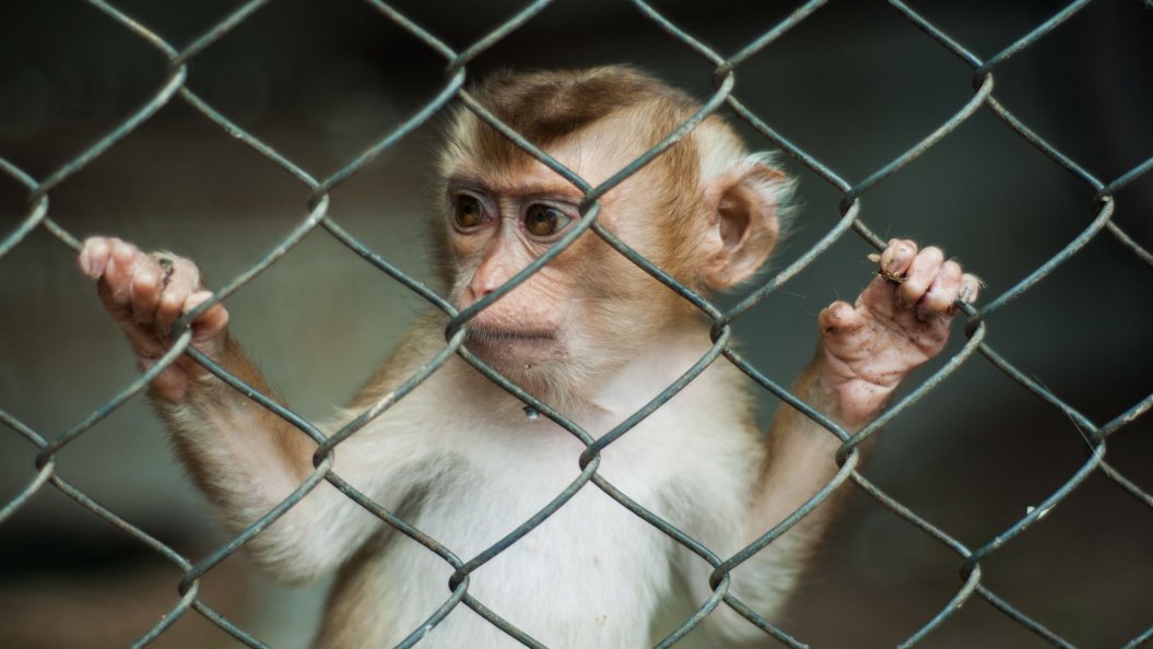 CoolPrimate's tweet image. Primate Fact 5 (Pets): Primates are highly social animals  keeping them alone as pets is inhumane. Human company is in no way a replacement for living with other compatible primates of their own kind. Please, for the love of god, do not keep primates as pets. #primatesarenotpets