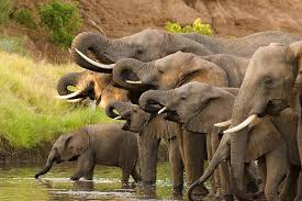 African #elephants now Critically Endangered on IUCN Red List – March 25. African treasures are disappearing. Selling hundreds of 🐘🐘to trophy hunters is an unforgivable crime.
@edmnangagwa @BWPresidency @hagegeingob
#BanTrophyHunting 
#BanPoaching
#NoMoreBlood