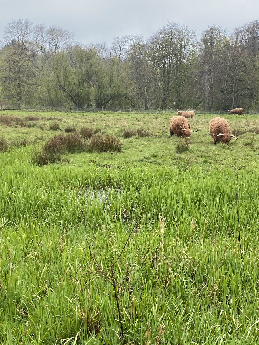 A view from Meadow Hide and a brief respite from the rain on Saturday. Highland cattle grazing @TaverhamMill. Another fine nature reserve @VisitEngland