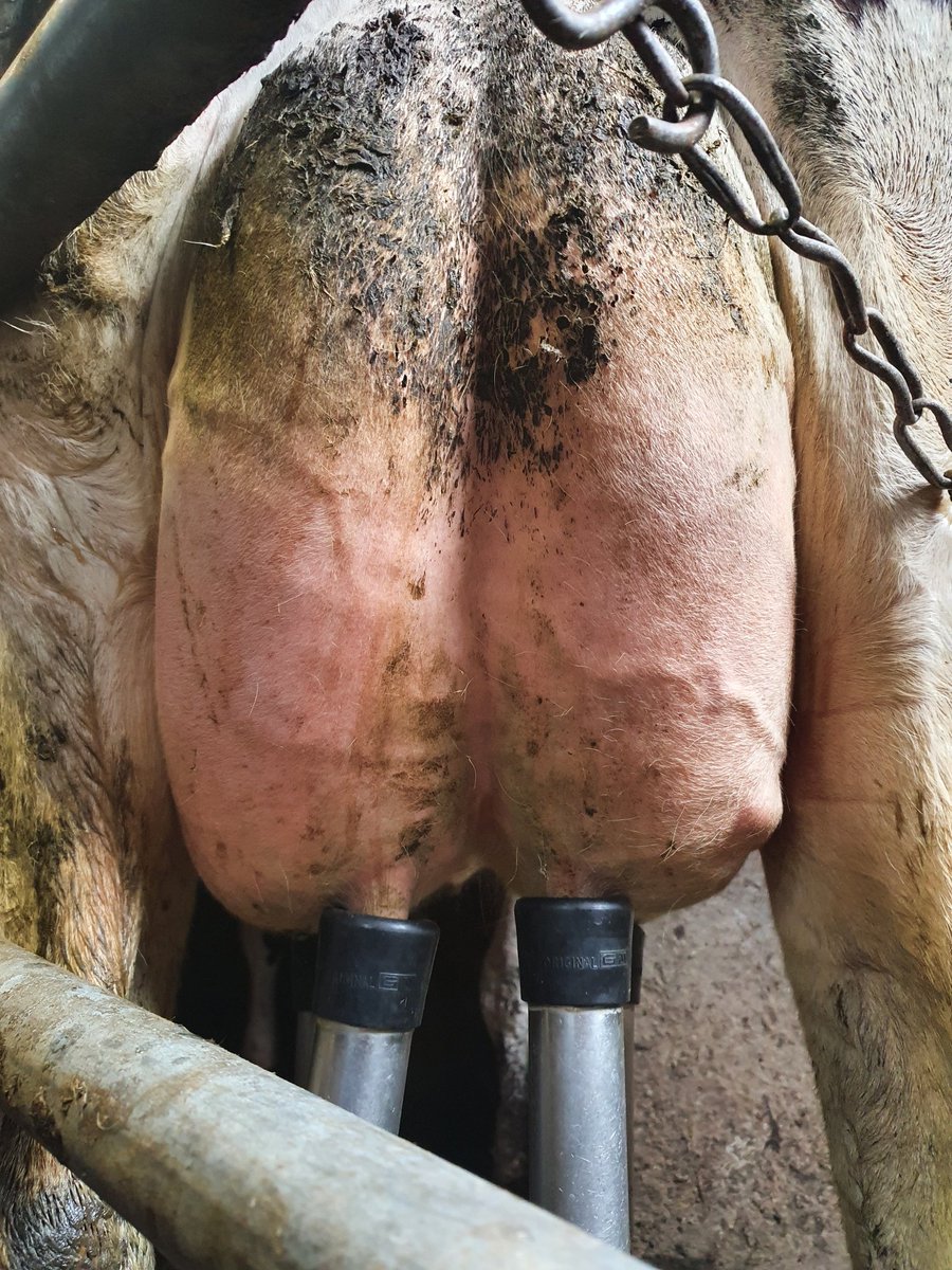 Ciaran O'Shea 🐄🐄 tweet media