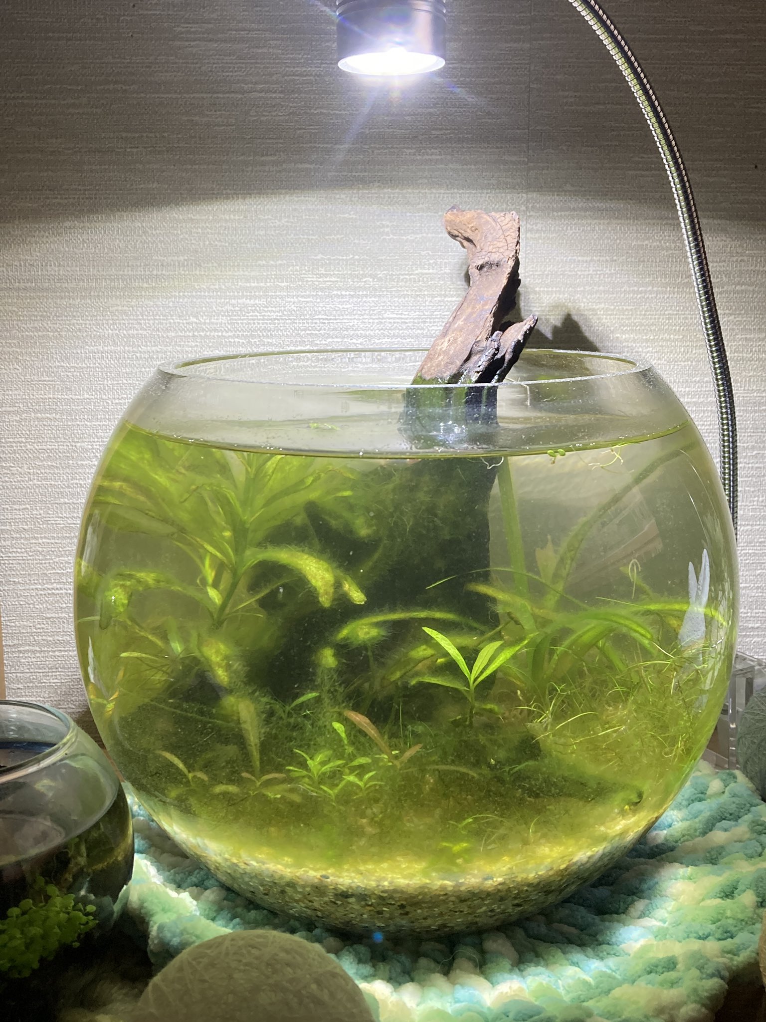 みるちゃん Milky ボトルアクア 苔ておる う ん 明日水換えよう しかし めだか達は健やかだ めだか 水草 アクアリウム T Co Ueanrvifzr Twitter