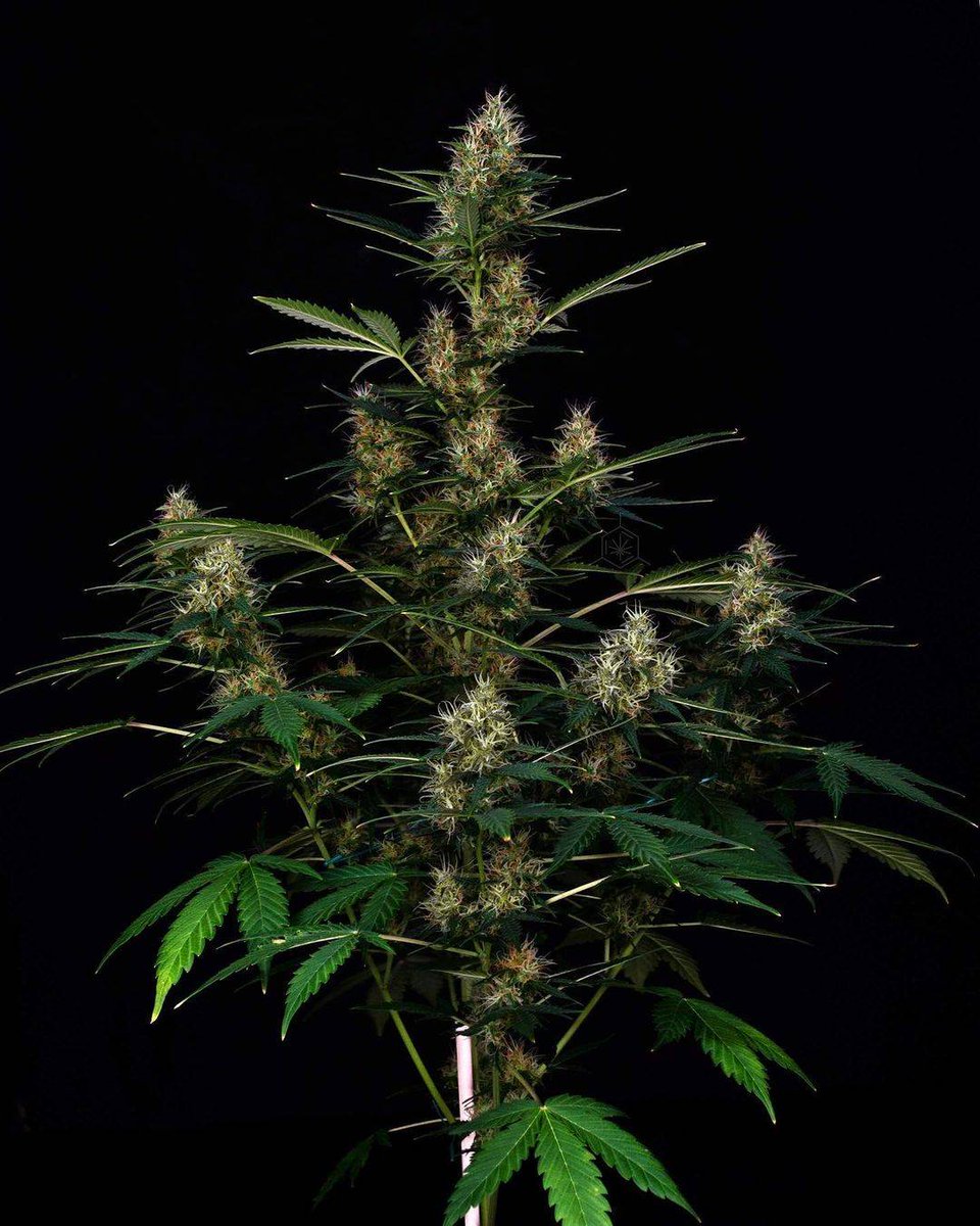 spliffseeds's tweet photo. Spliff Dutch Automatic ๐ณ๐ฑ @spliffseeds starting to pack on the weight
๐ธ:@wildeweed
๐ท:#dutchautomatic
๐ฉโ๐พ:#spliffseeds
๐:https://t.co/y7h2b4Jaah https://t.co/2AyXN3Osbb