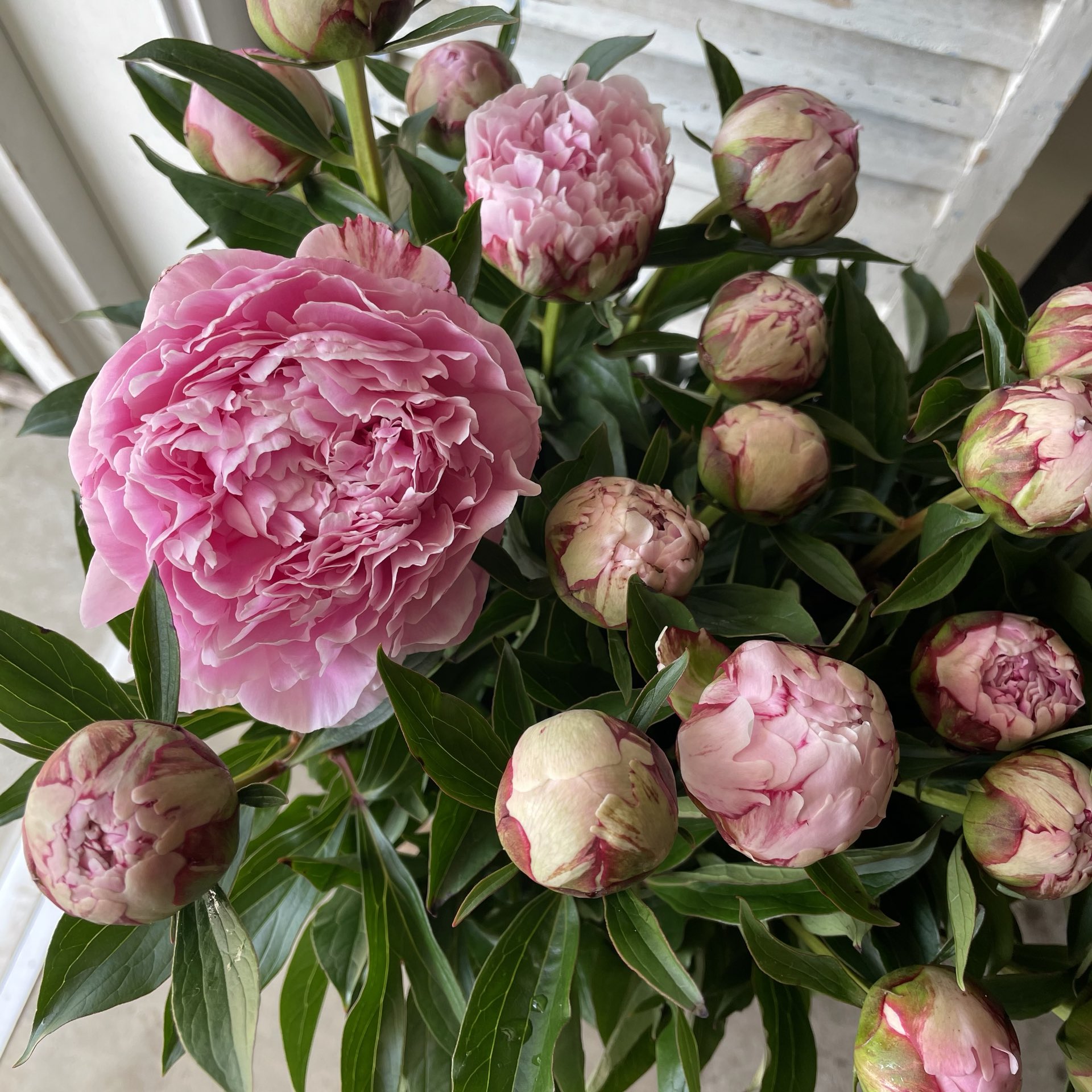 D Ici Peu 毎日ひと花 芍薬 サラベル T Co Uvcxigxkdw Twitter