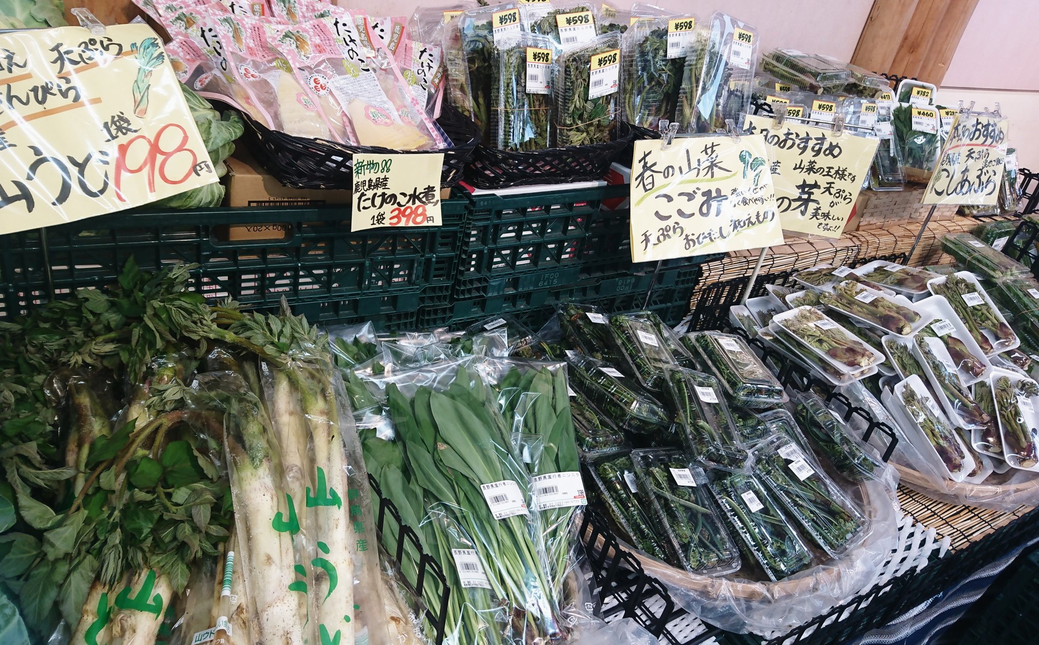 【あやか】コシアブラ/コゴミ この週末は山菜だった。山形・まあどんな会の佐藤洋子さんからの