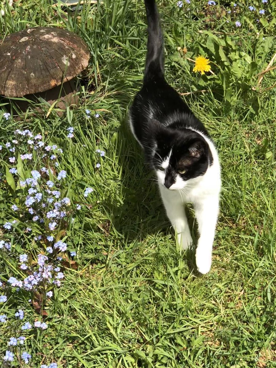 CatzRuleLife's tweet photo. Mum you missed some weeds! (Houdini) #catzrule #CatsOfTwitter #blackandwhite #dandelions #forgetmenots #MondayVibes https://t.co/Pgq862lyP9