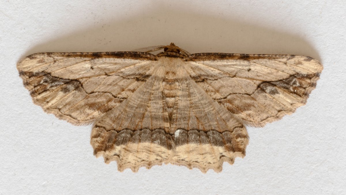 Put the moth trap out last night for the first time in a while.  Only six moths trapped, one of which was a garden lifer, The Streamer.