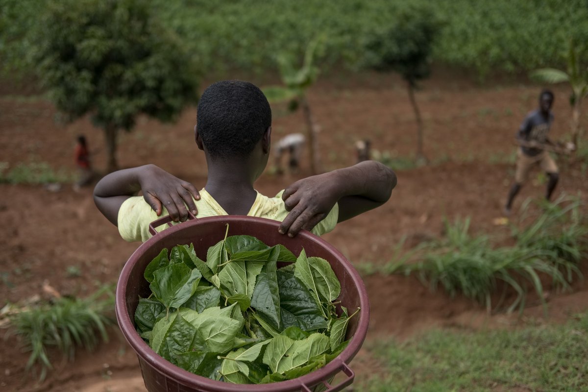 IFADPresident tweet picture