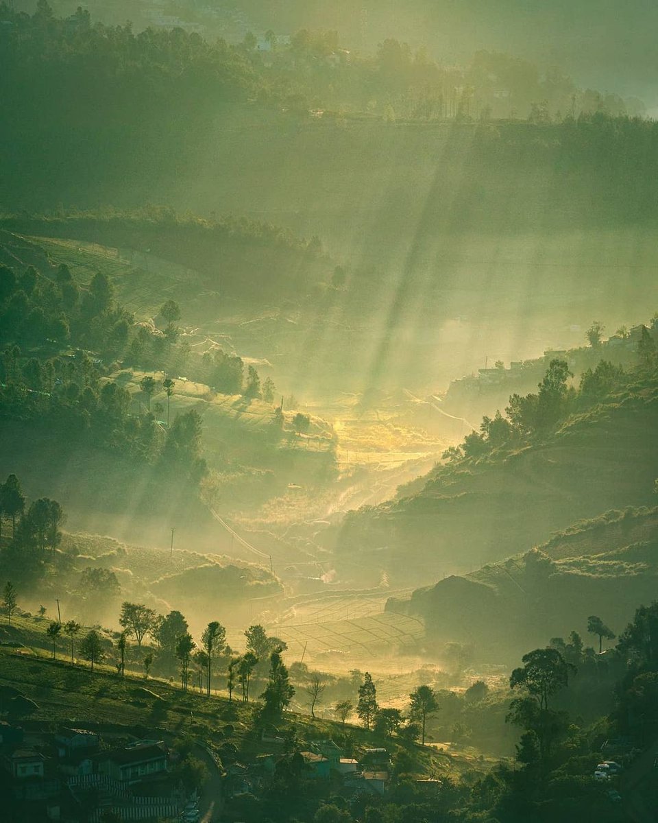 SumeruHolidays's tweet photo. "Ooty mornings is always a blissful sight to see. Right after sunrise when the valleys filled with moisture, the sunlight piercing through the trees creates these amazing streaks 💕.

📍Ooty (Karnataka)

@KarnatakaWorld @Visit_Karnataka 
#StayHomeStaySafe https://t.co/Xpt3fqSiac