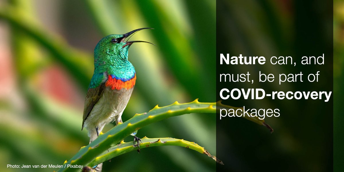 IUCN tweet media