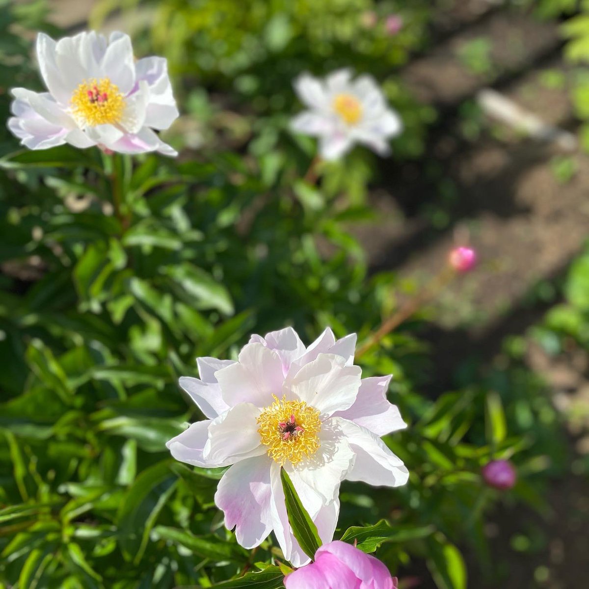 paisley3017's tweet photo. Today's flower : Chinese peony #bashfulness #compassion #love ふっくら丸い八重の芍薬が多い中、これは一重ではないけど花芯が見えるタイプ。私は初めて見たかも。 https://t.co/R3t68nDkrA